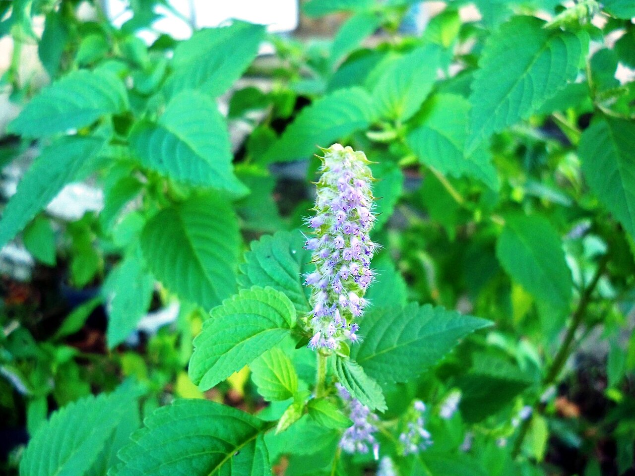 베트남 밤 사진